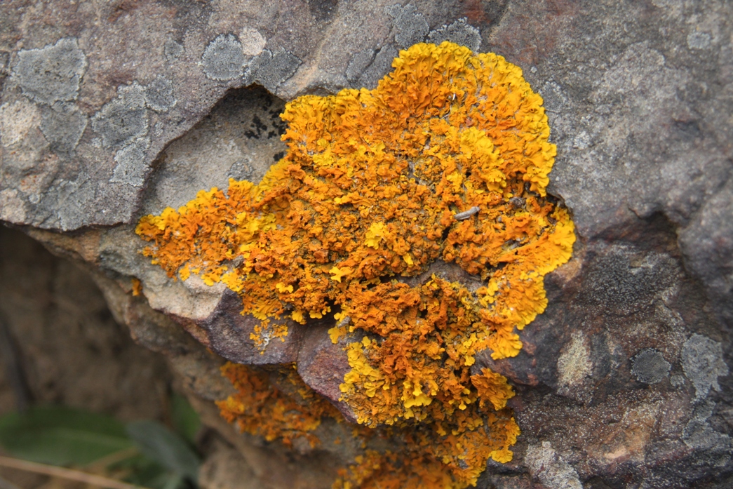 Xanthoria