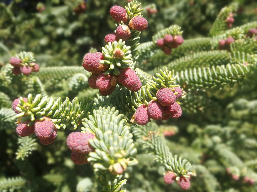 abies pinsapo 