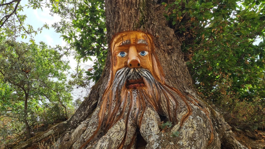 parauta_bosque_encantado_01