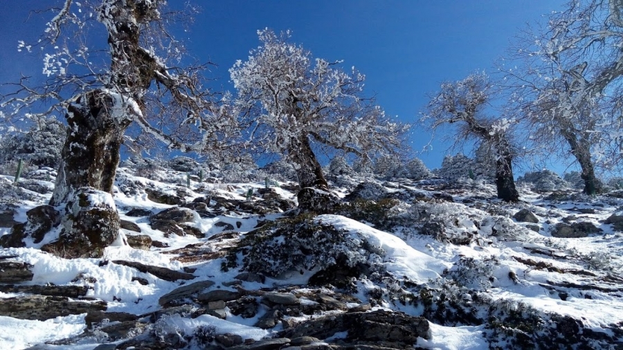 sierra_nieves_snow_01